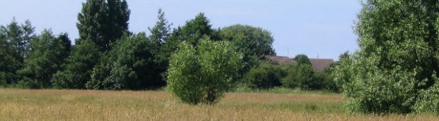 Upton Meadow